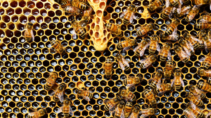 Why are there 30,000 bees on top of The Chase Park Plaza?