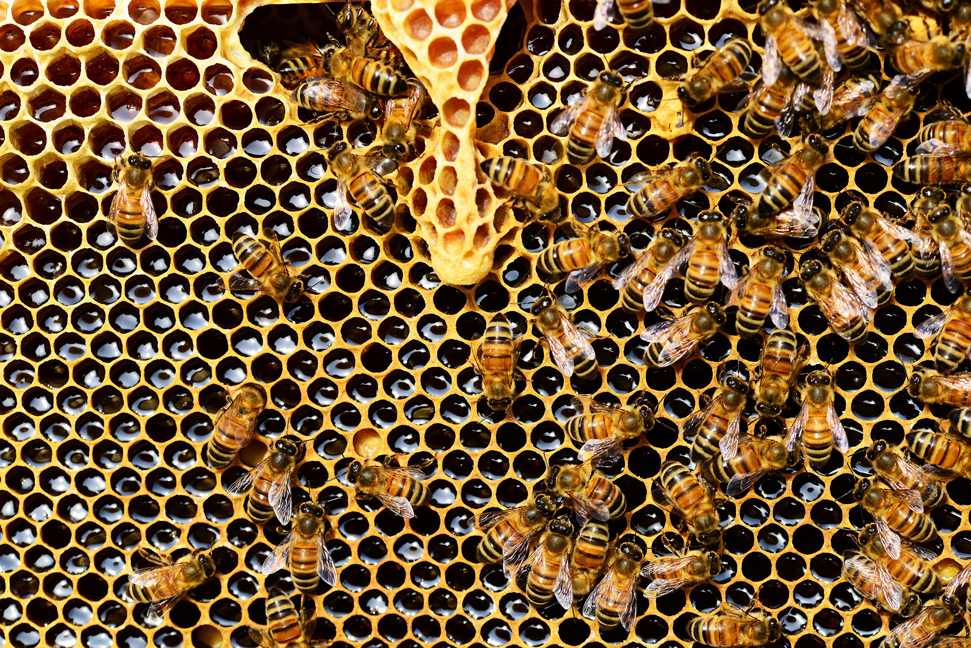 Why are there 30,000 bees on top of The Chase Park Plaza?